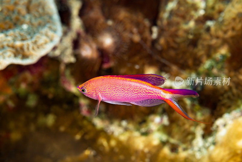 雄性公主Anthias pseudoanthias smithvanizi, Nailaka岛，班达海，印度尼西亚